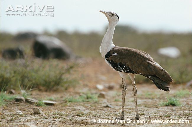 Pretty Great Indian bustard