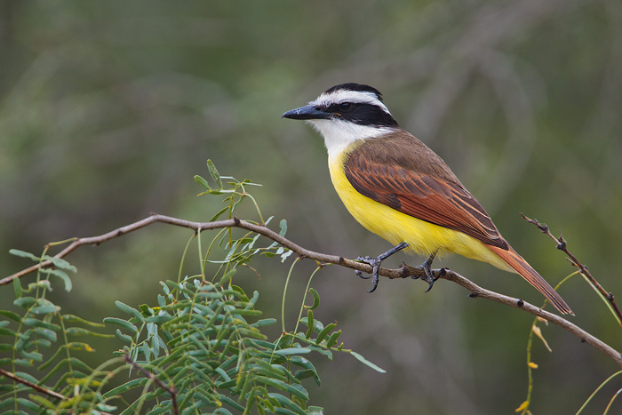 Great kiskadee
