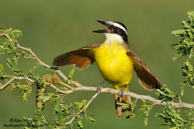 Pretty Great kiskadee
