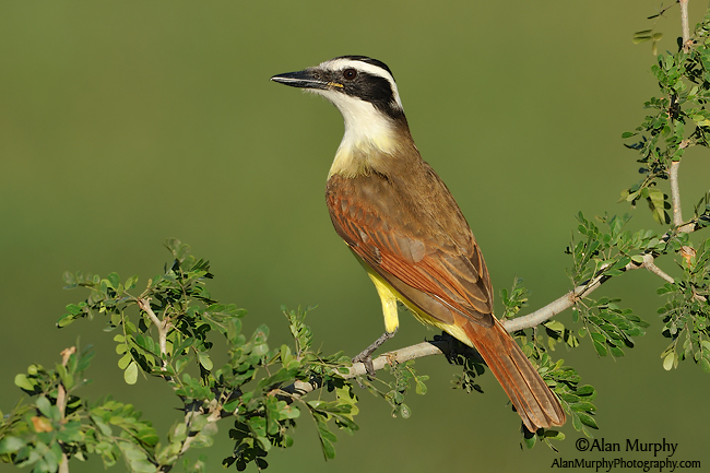 Pretty Great kiskadee