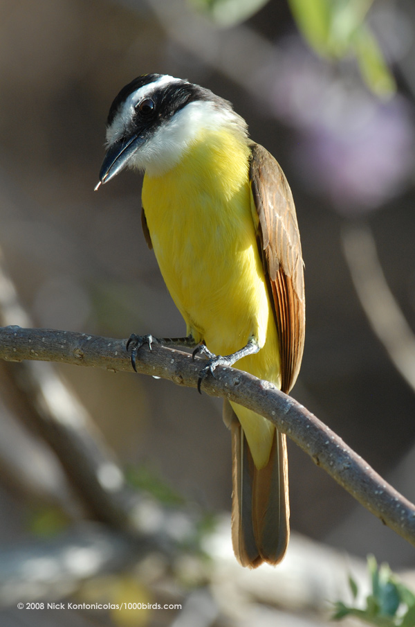 Pretty Great kiskadee
