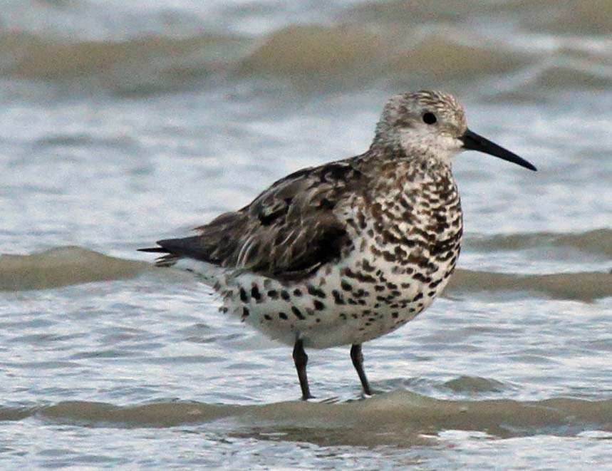 Pretty Great knot