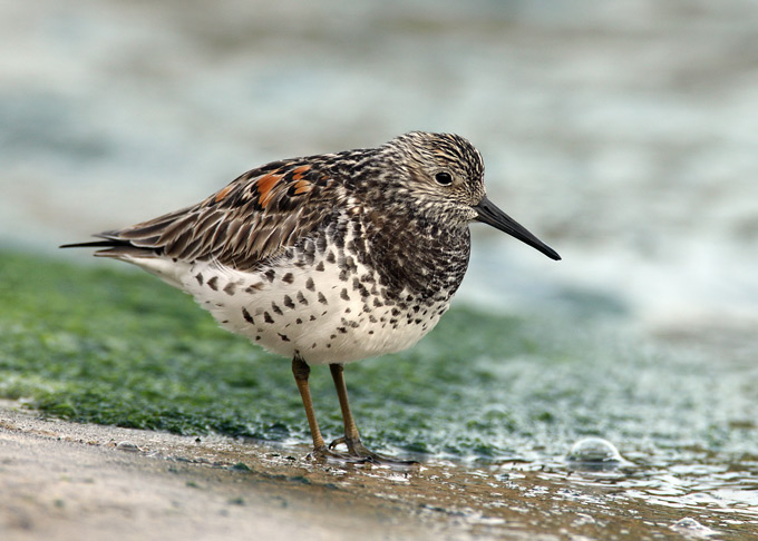 Pretty Great knot