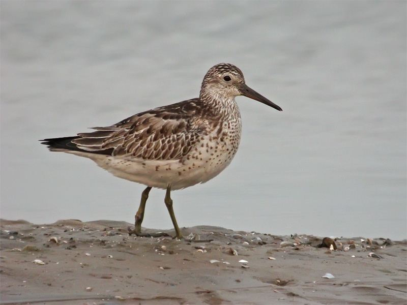 Pretty Great knot