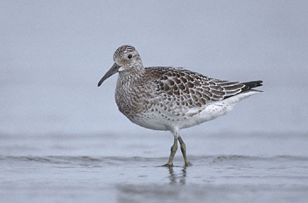 Pretty Great knot