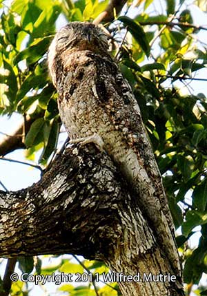 Pretty Great potoo