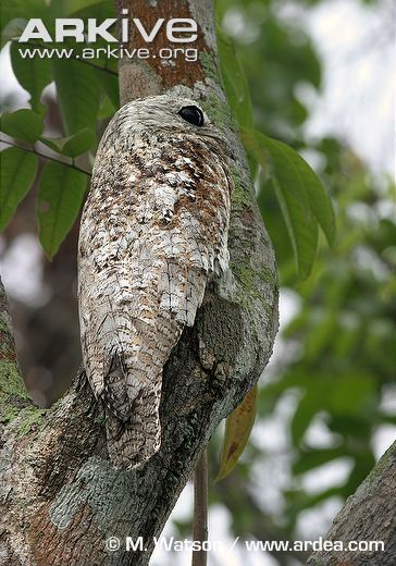 Pretty Great potoo