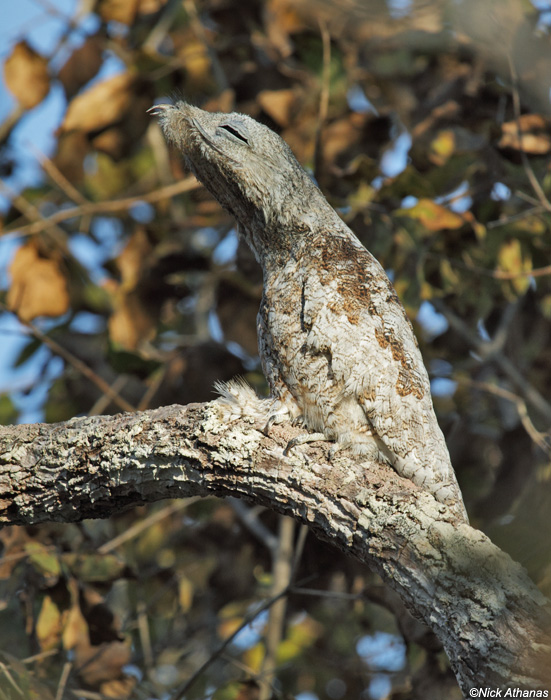 Pretty Great potoo