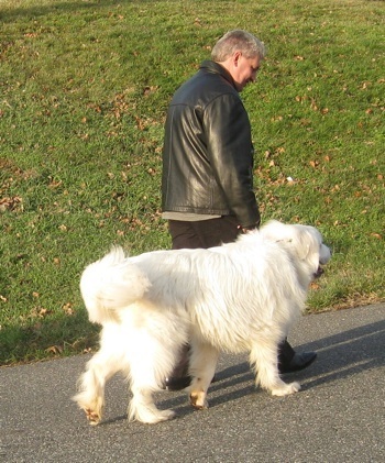 Cute Great Pyrenees - Dog Breed