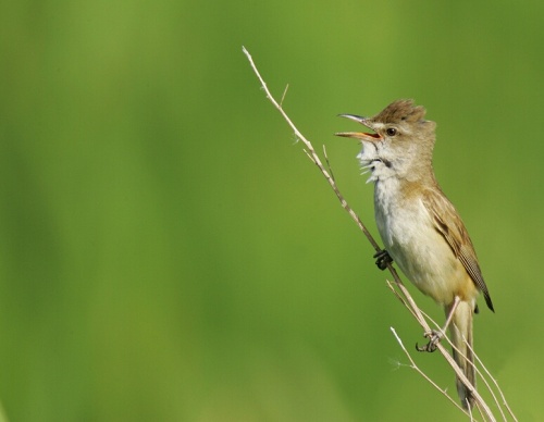 Great reed warbler