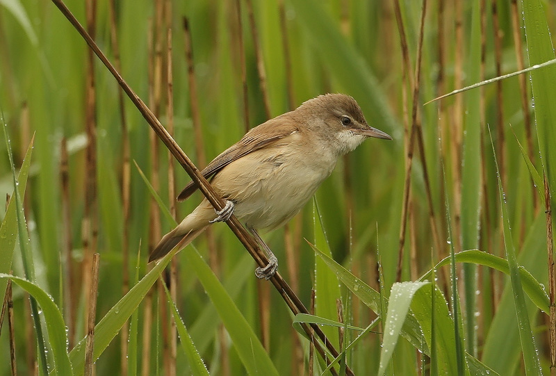 Pretty Great reed warbler