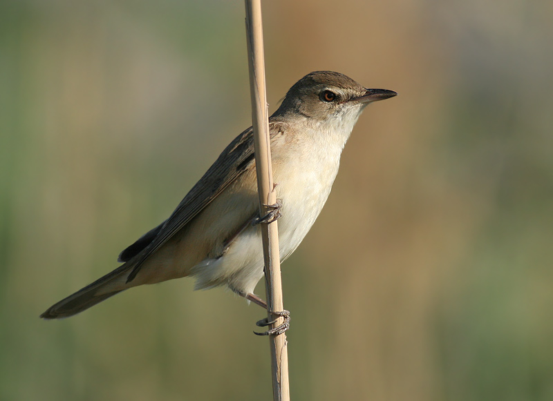 Pretty Great reed warbler