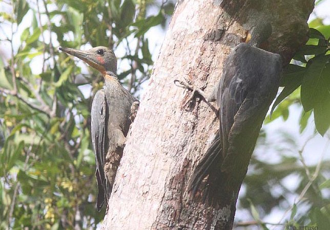 Great slaty woodpecker