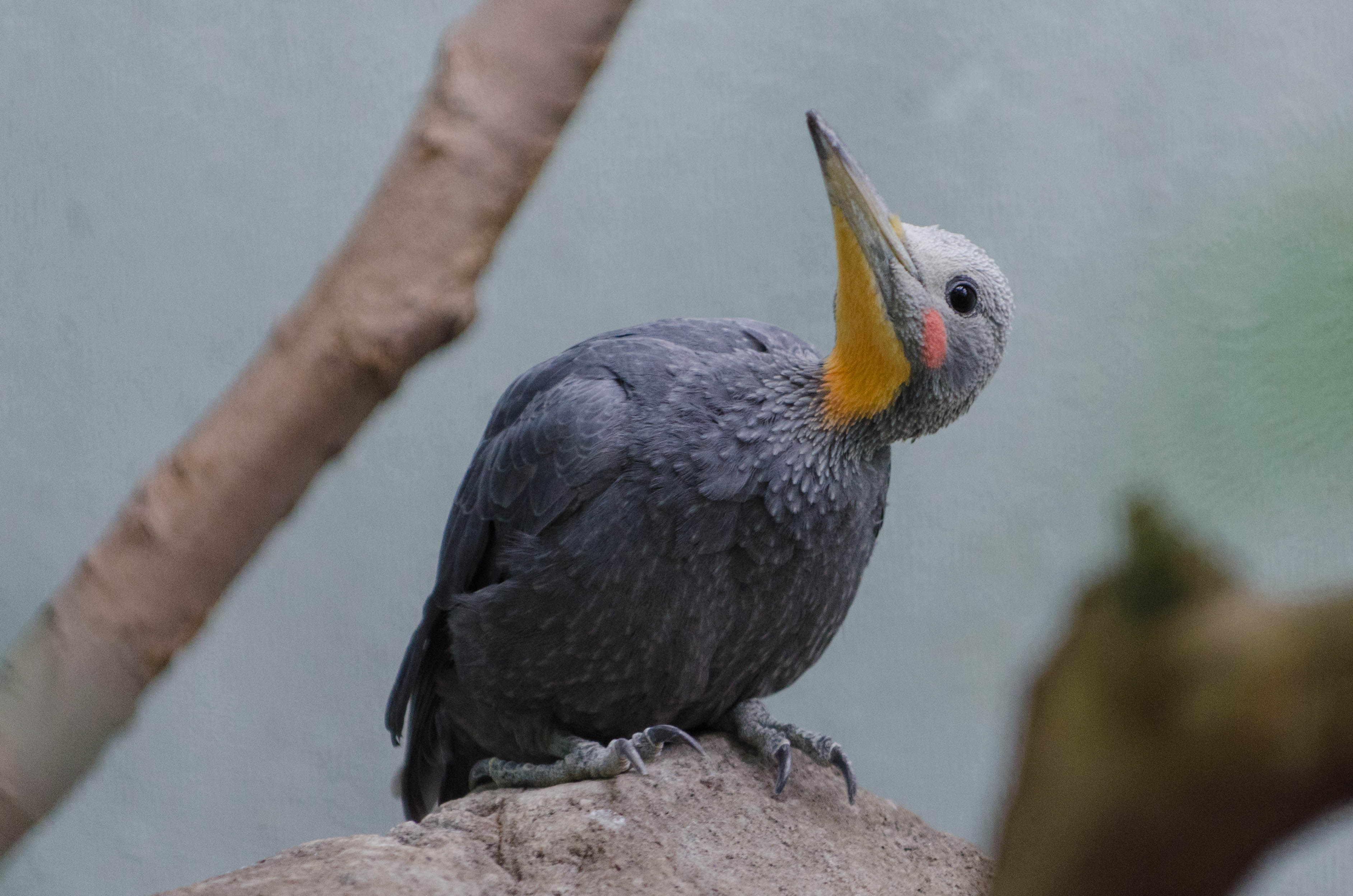 Pretty Great slaty woodpecker