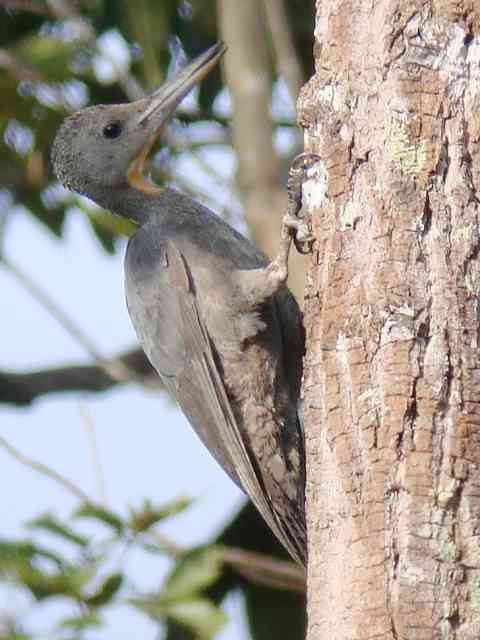 Pretty Great slaty woodpecker