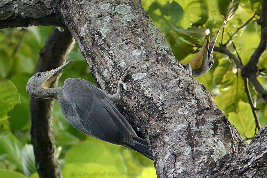 Pretty Great slaty woodpecker