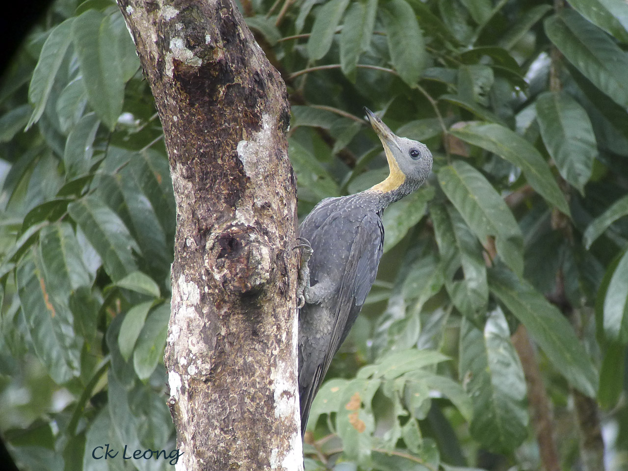 Pretty Great slaty woodpecker