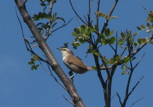 Pretty Great spinetail