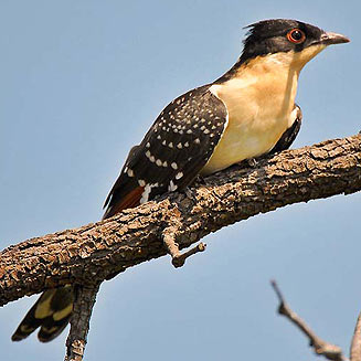 Great spotted cuckoo
