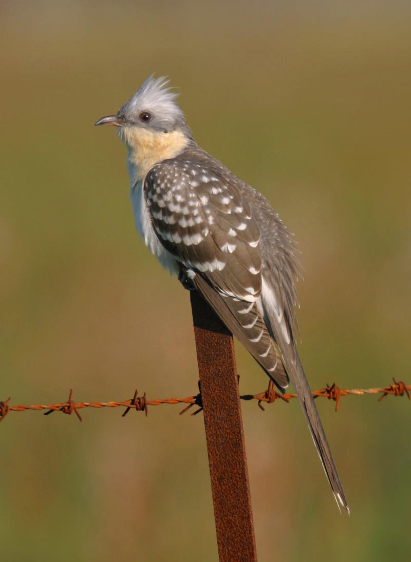 Pretty Great spotted cuckoo