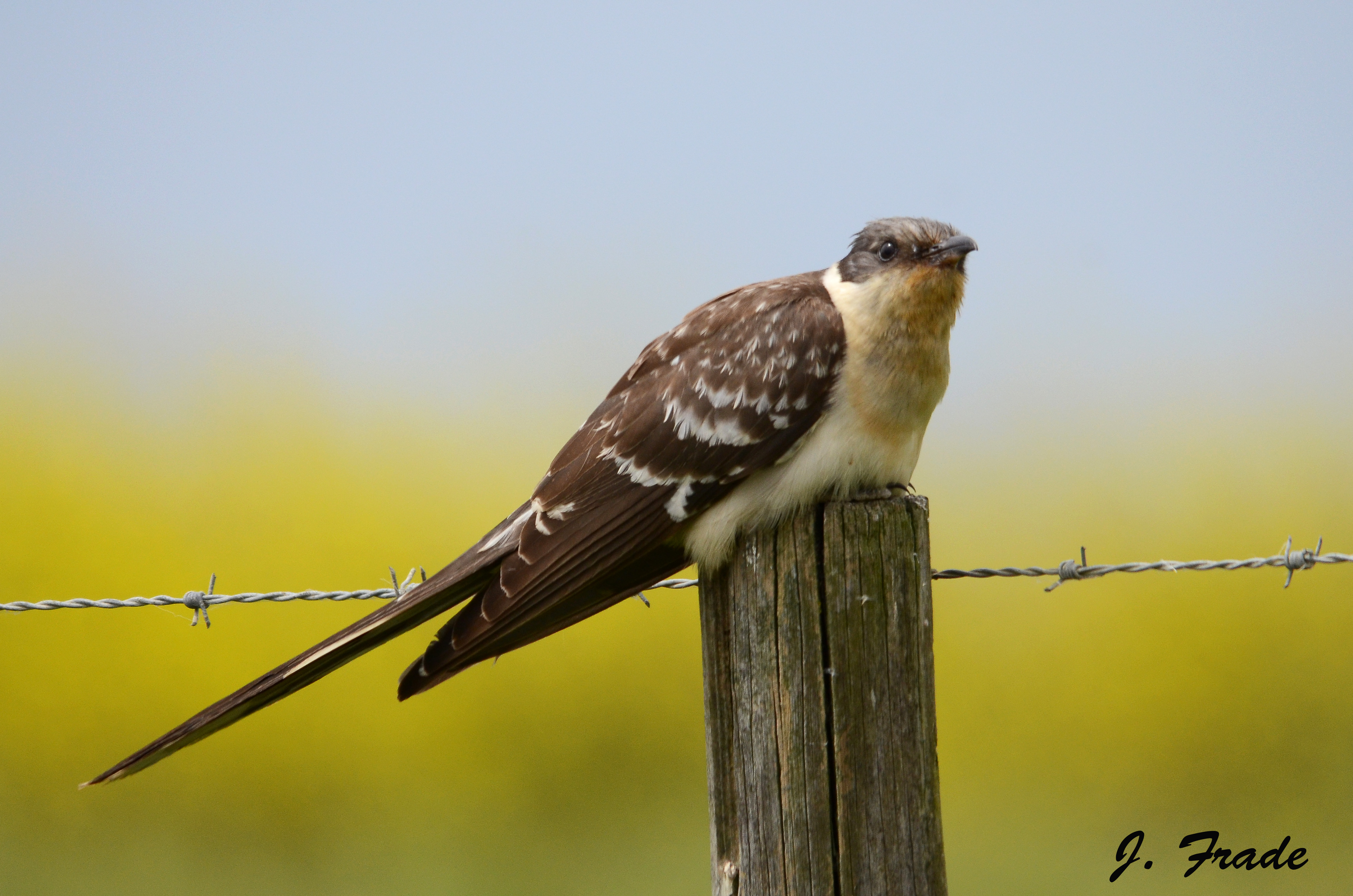 Pretty Great spotted cuckoo