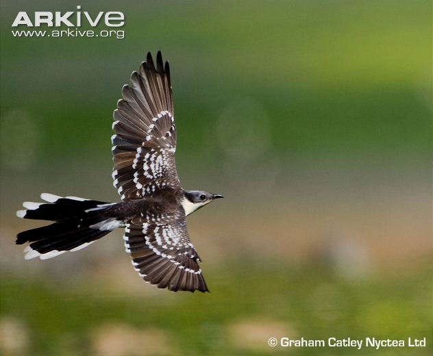 Pretty Great spotted cuckoo