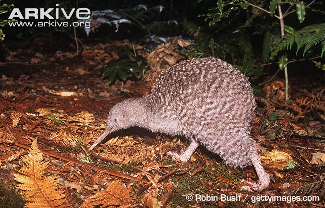 Pretty Great spotted kiwi