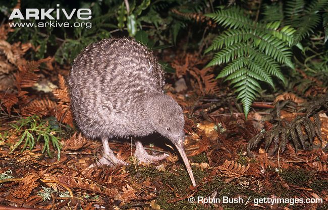 Pretty Great spotted kiwi