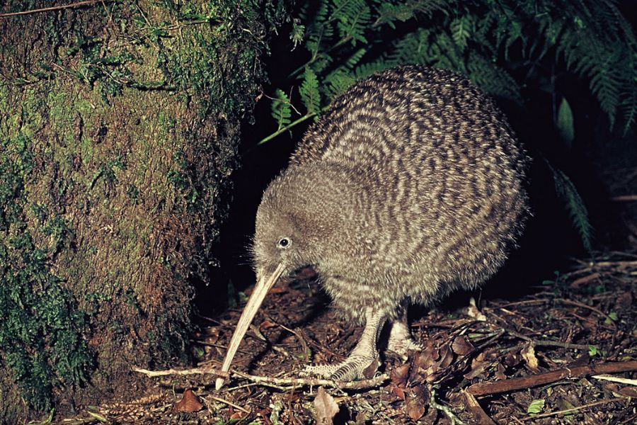 Pretty Great spotted kiwi