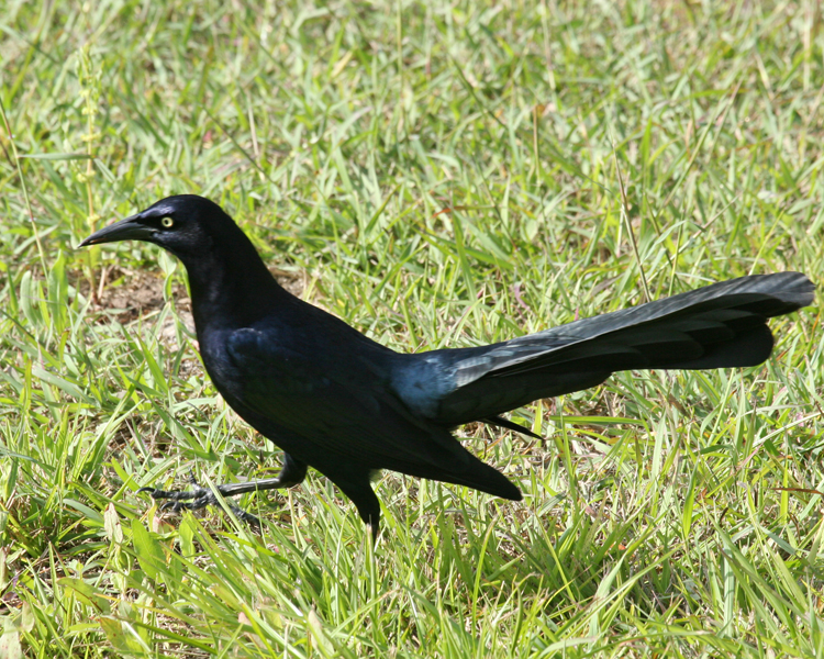 Great-tailed grackle