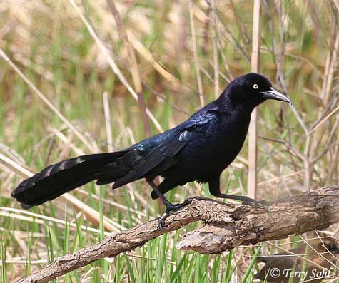 Pretty Great-tailed grackle