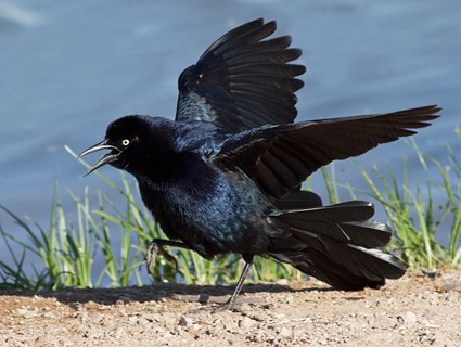 Pretty Great-tailed grackle