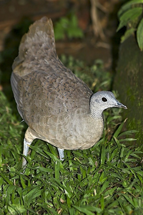 Great tinamou