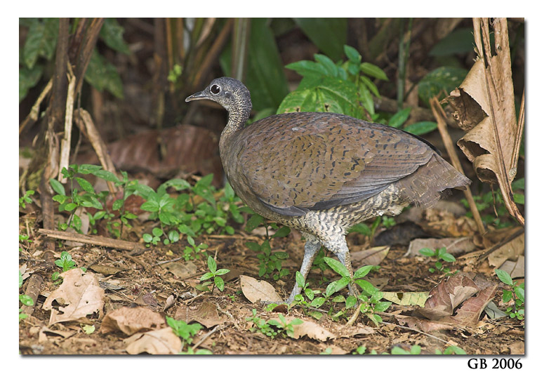 Pretty Great tinamou