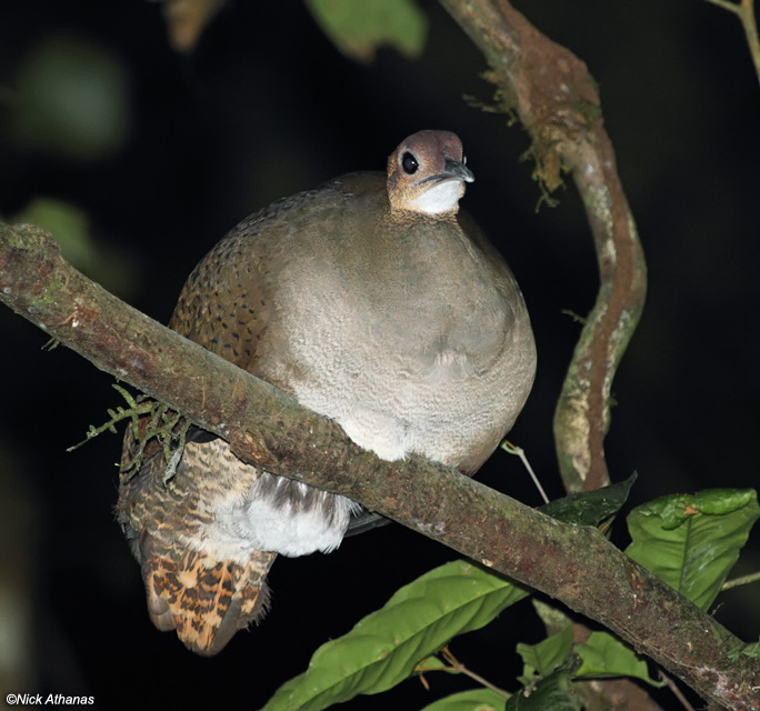 Pretty Great tinamou