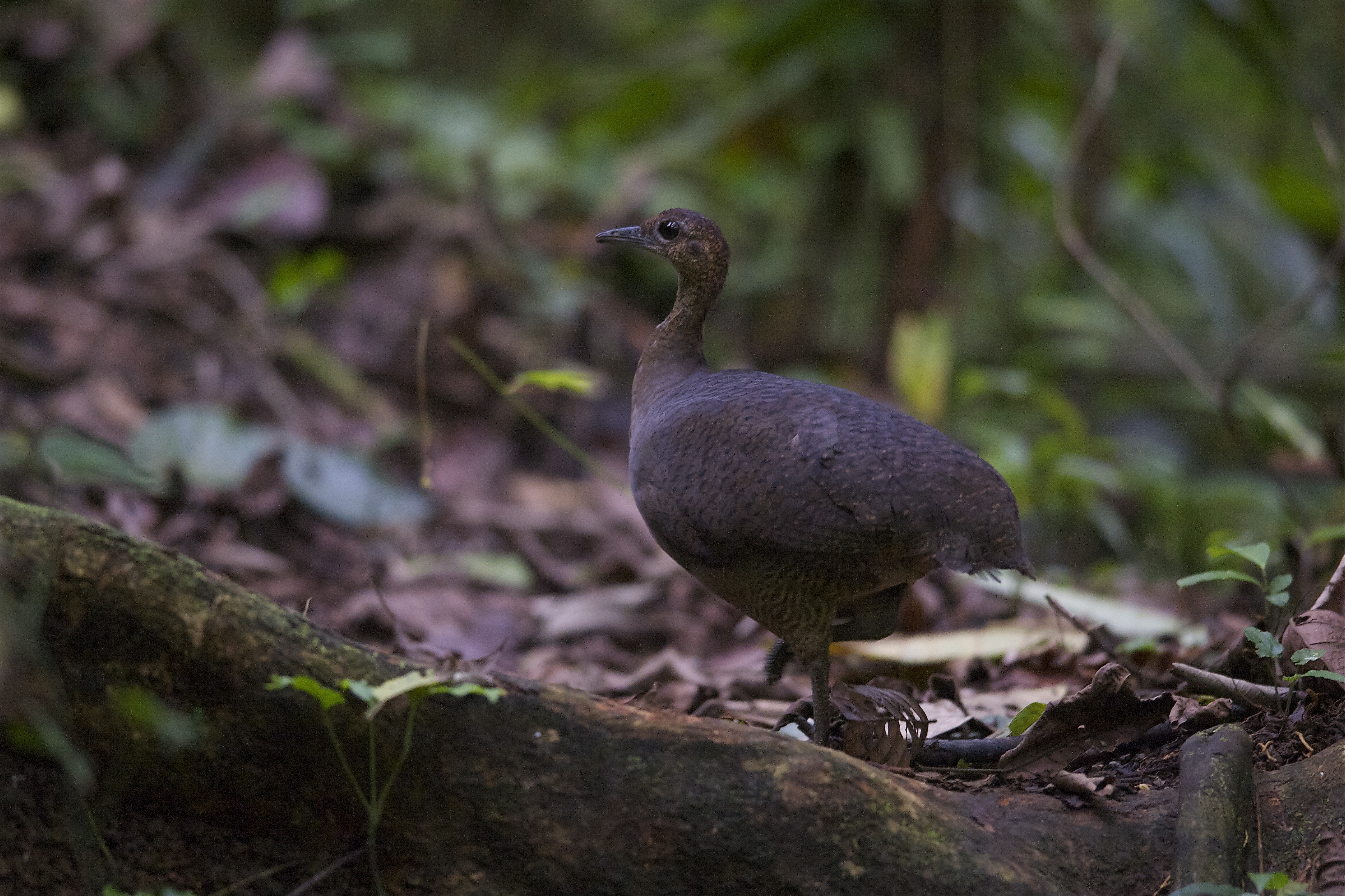 Pretty Great tinamou
