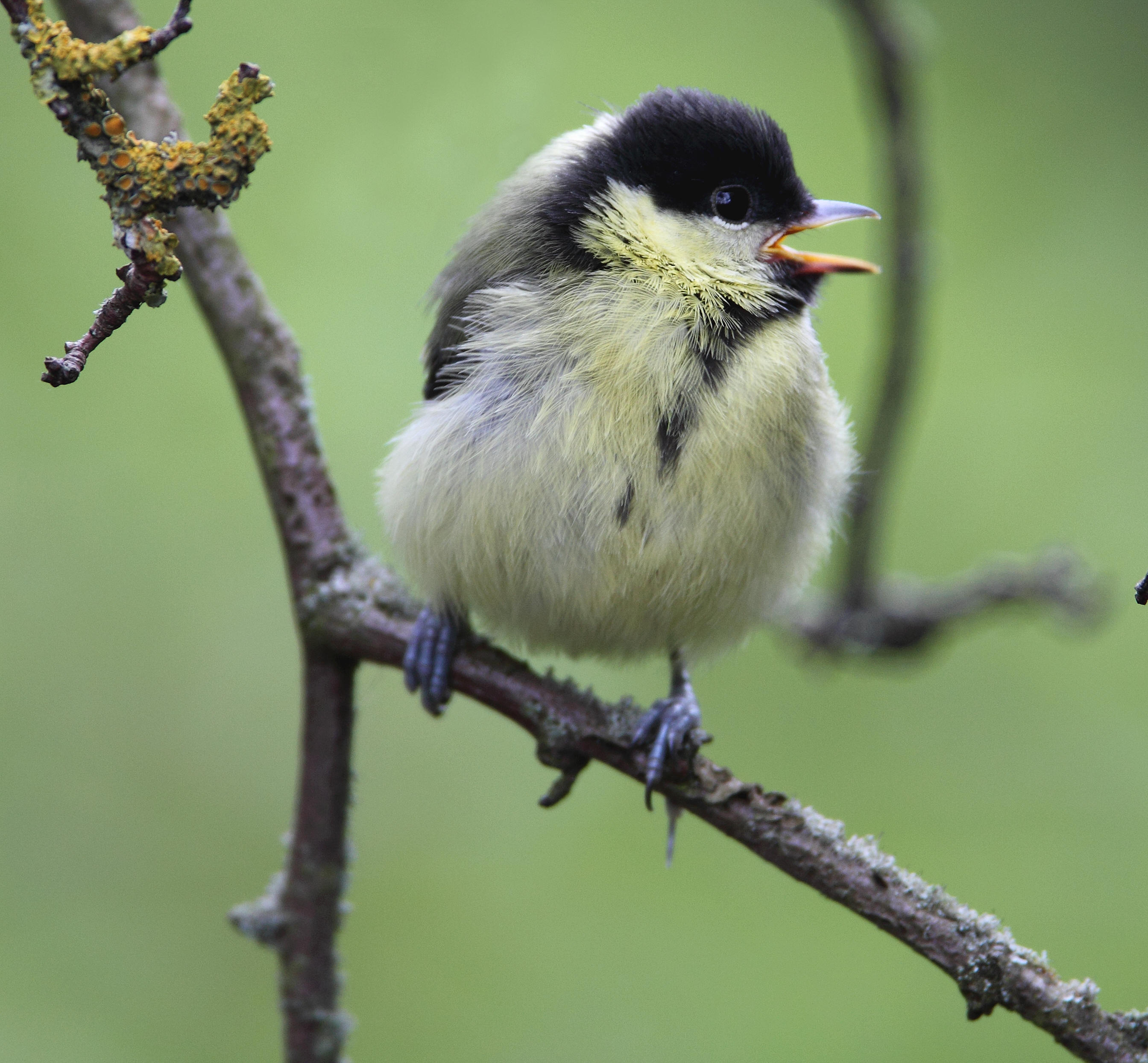 Great tit