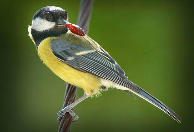 Pretty Great tit