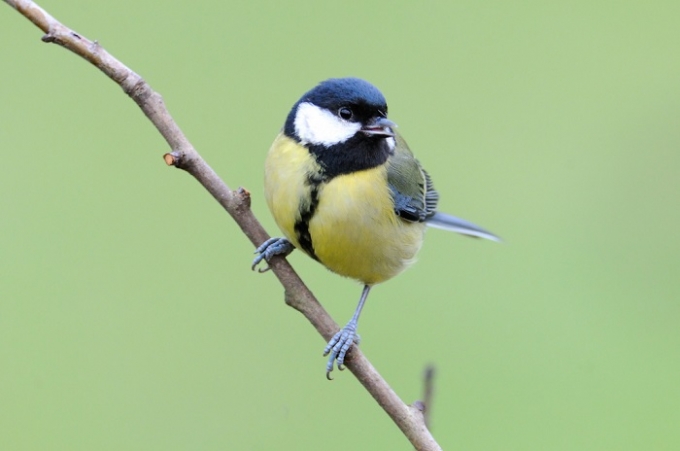 Pretty Great tit