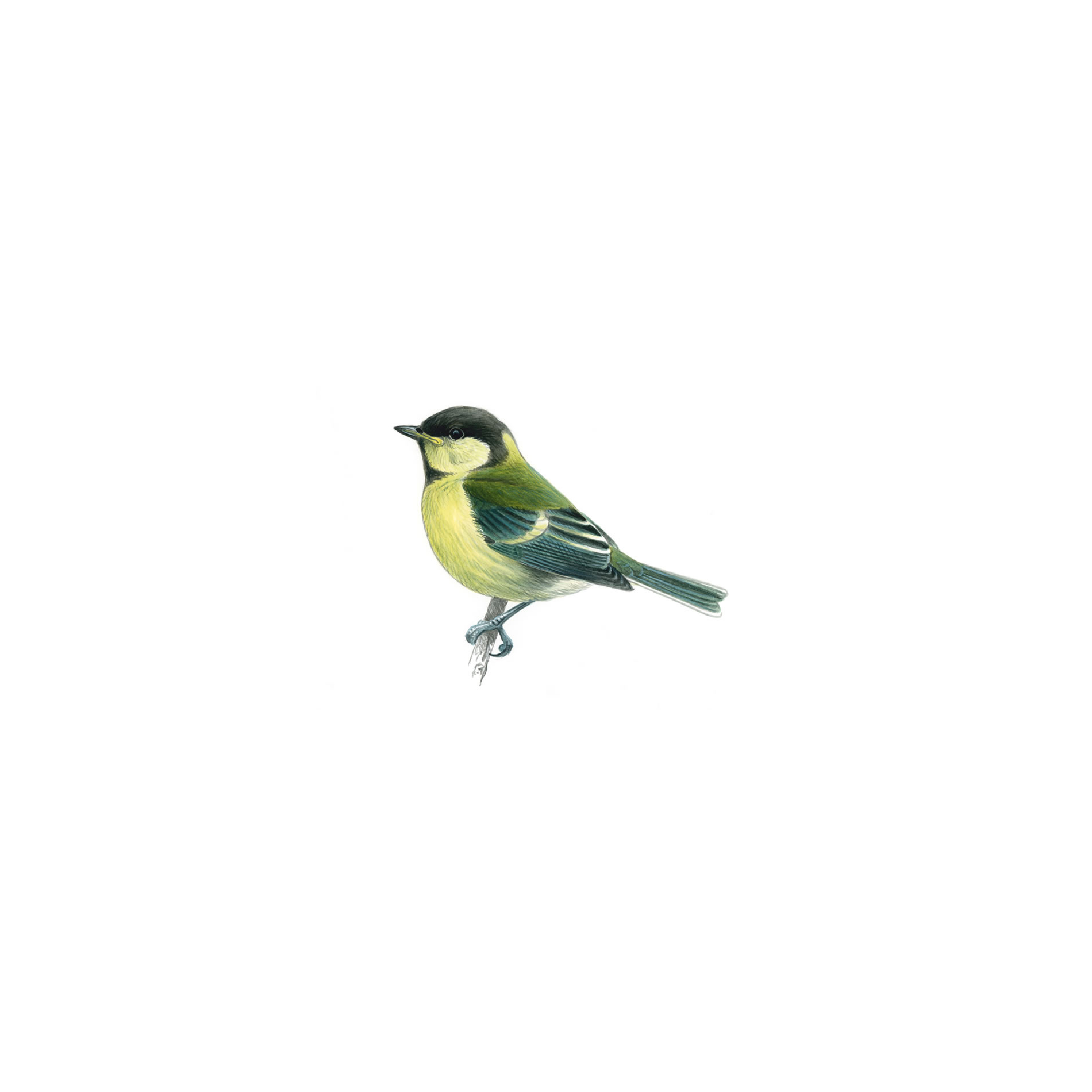 Pretty Great tit