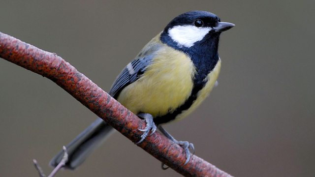 Pretty Great tit