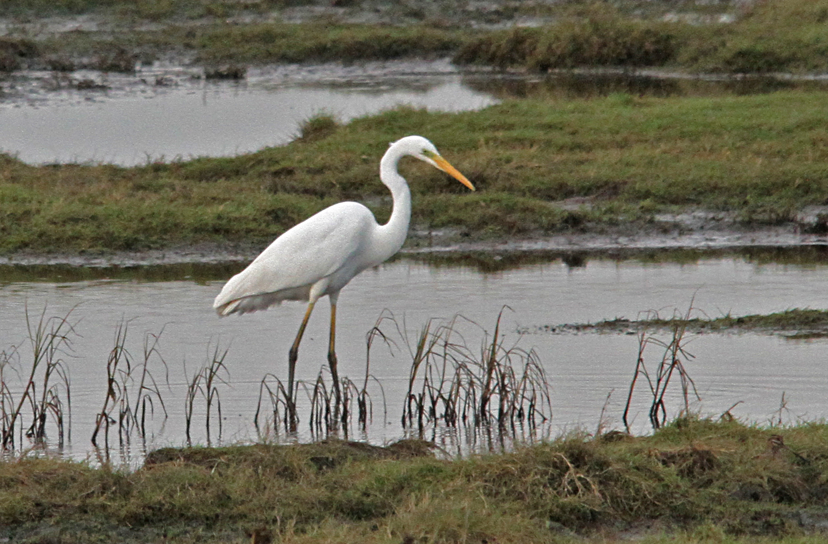 Great white egret