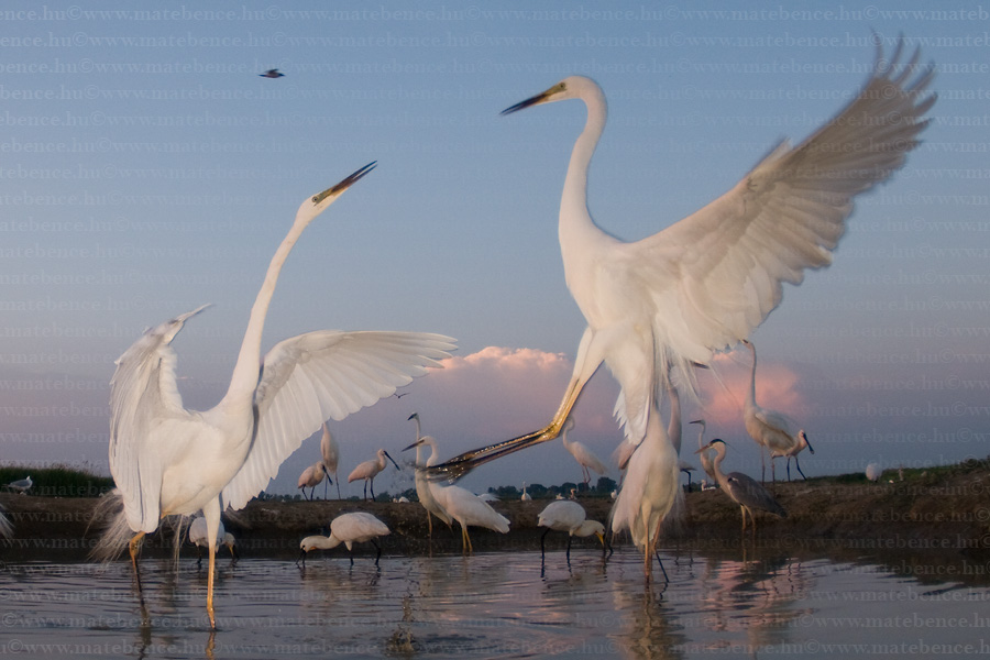 Pretty Great white egret