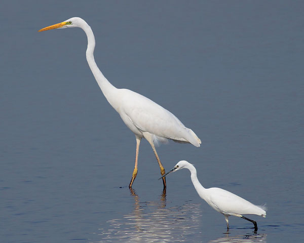 Pretty Great white egret