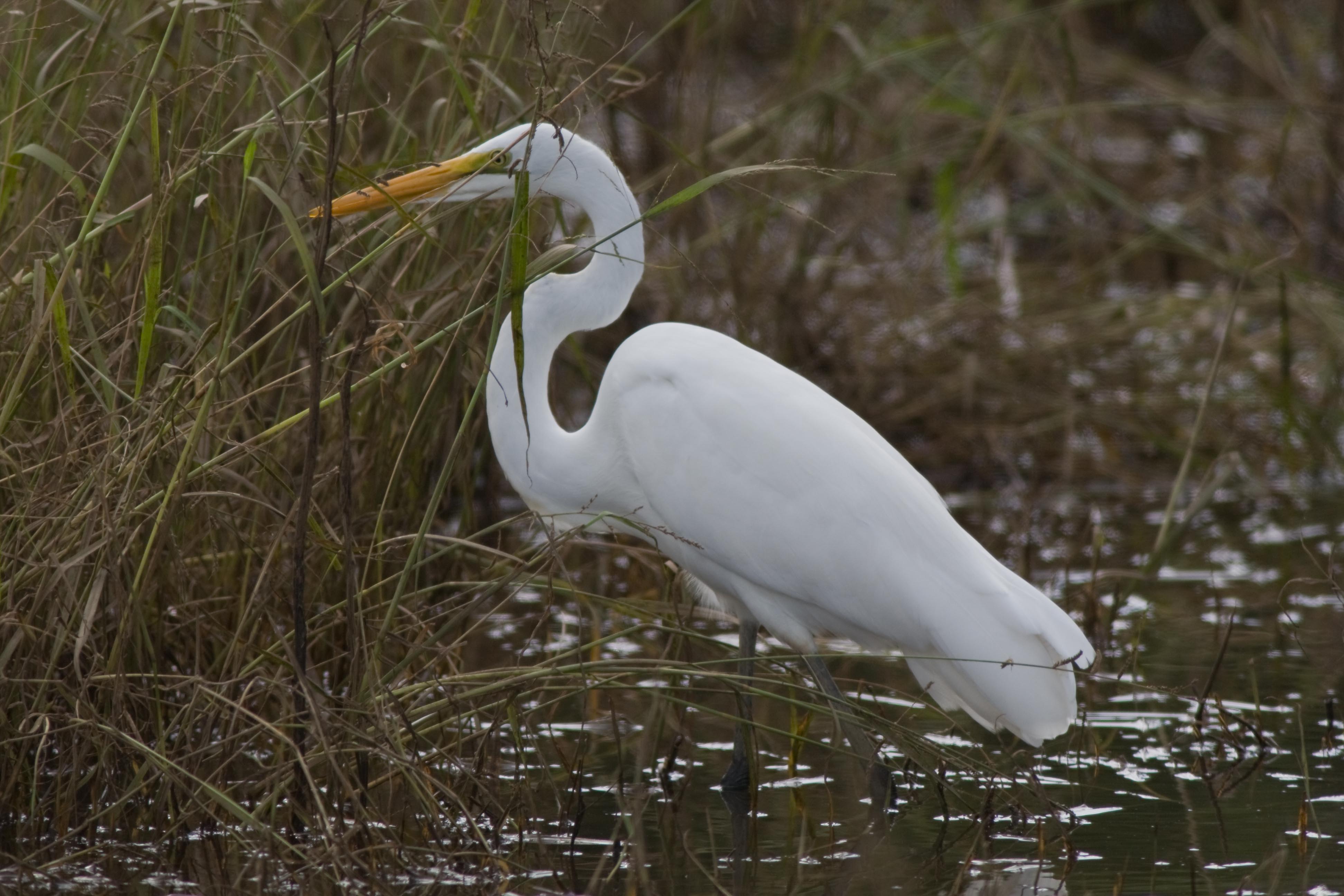 Pretty Great white egret