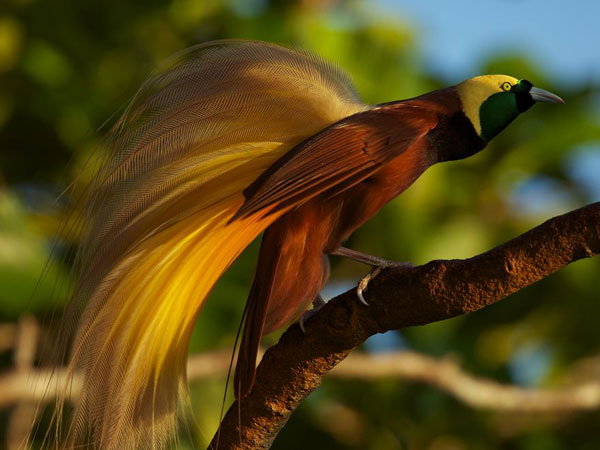 Greater bird of paradise