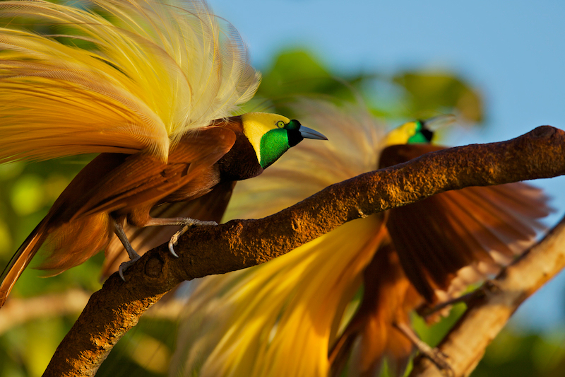 Pretty Greater bird of paradise
