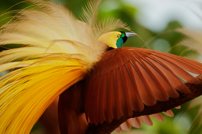 Pretty Greater bird of paradise