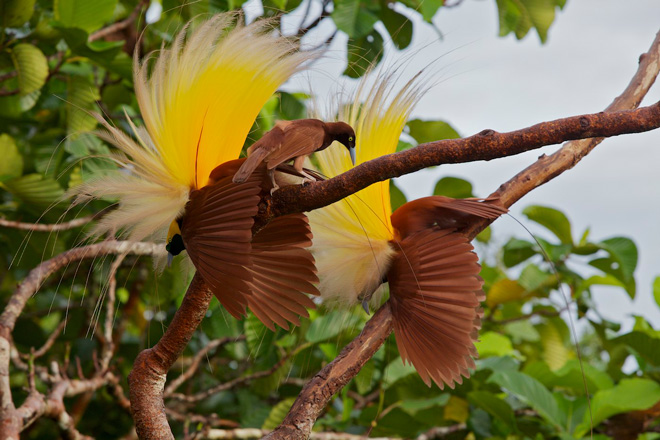 Pretty Greater bird of paradise
