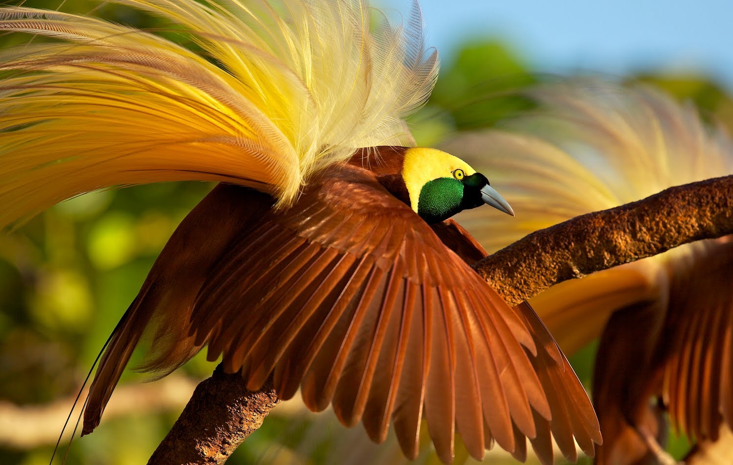 Pretty Greater bird of paradise